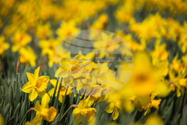 Бургас - пролетни цветя - нарциси