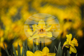 Бургас - пролетни цветя - нарциси