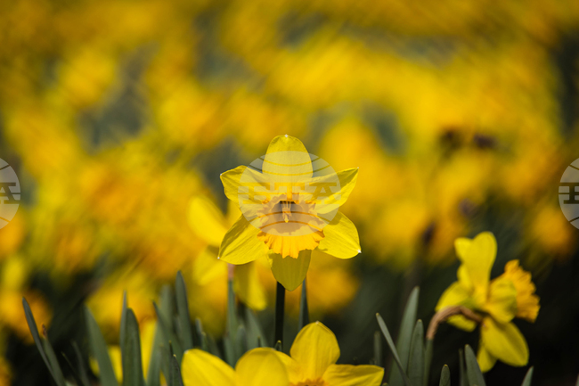 Бургас - пролетни цветя - нарциси