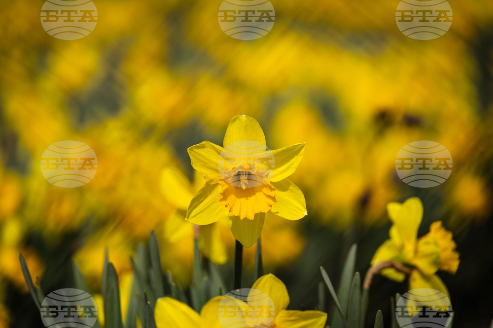 Бургас - пролетни цветя - нарциси