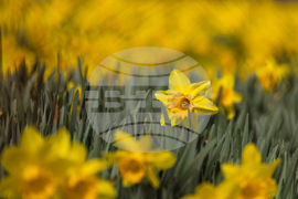 Бургас - пролетни цветя - нарциси