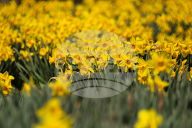 Бургас - пролетни цветя - нарциси