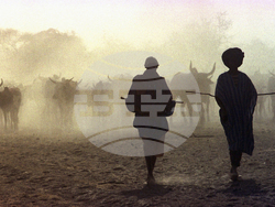 Mali Jihadi Cattle Raids