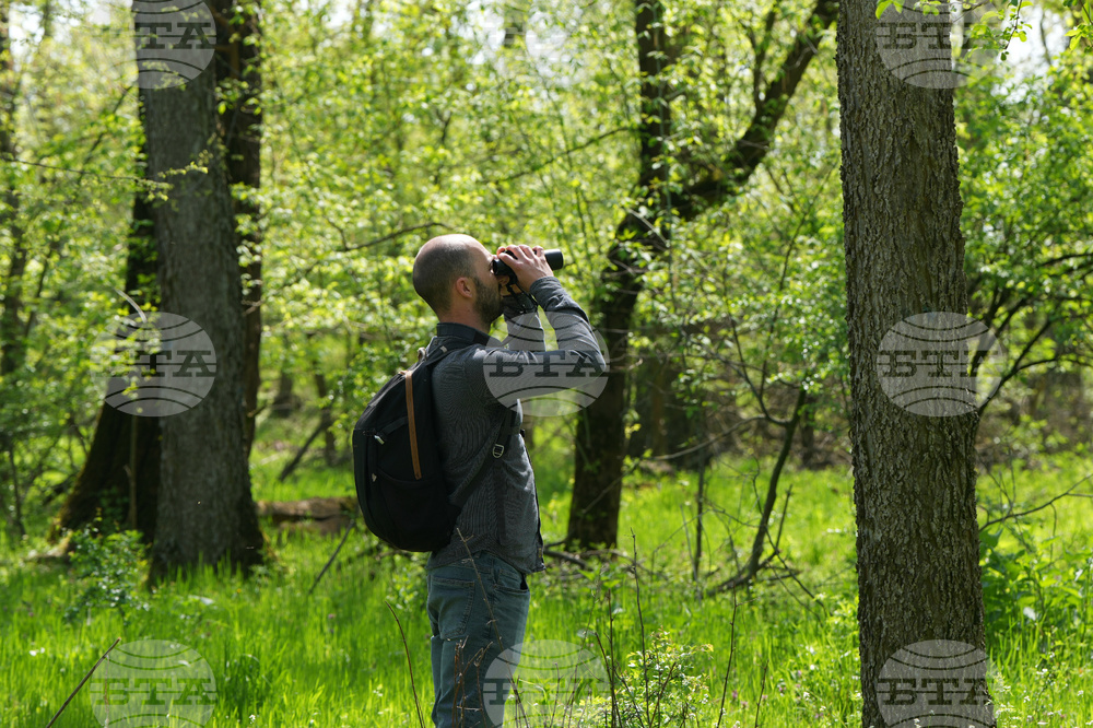 Serbia Woodland
