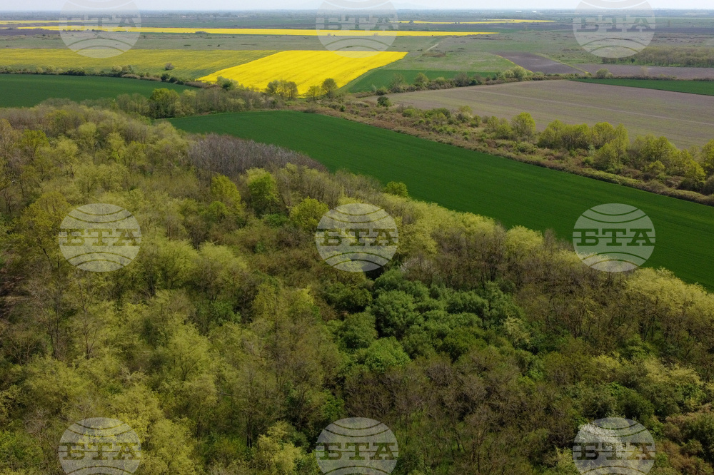 Serbia Woodland