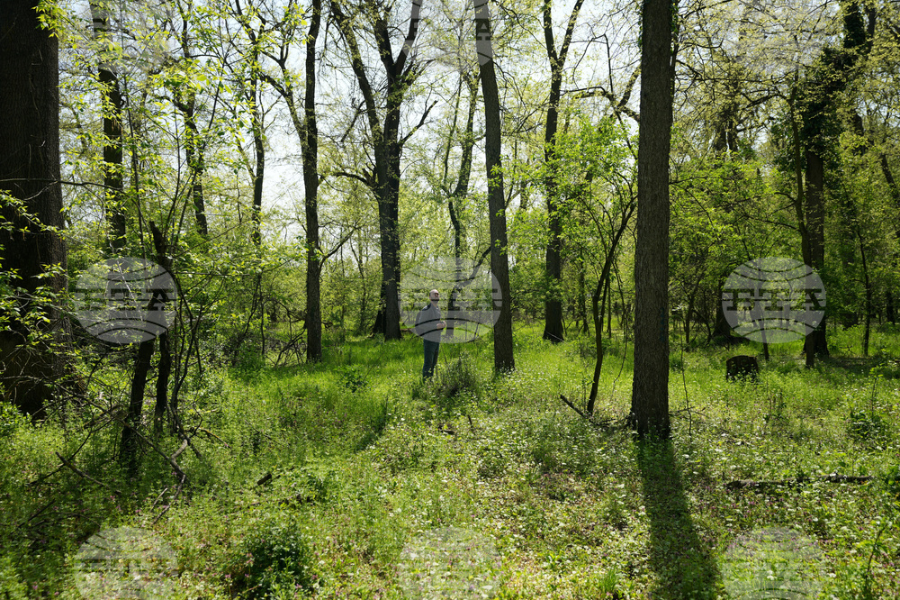 Serbia Woodland