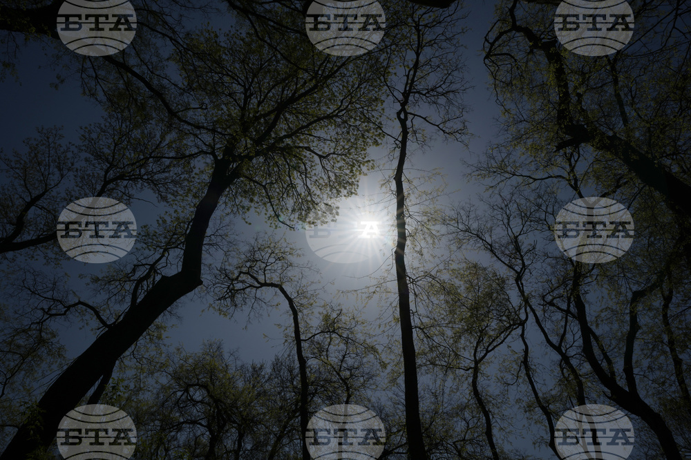 Serbia Woodland