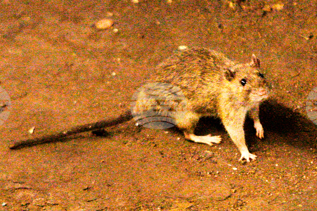 South Africa Hantavirus
