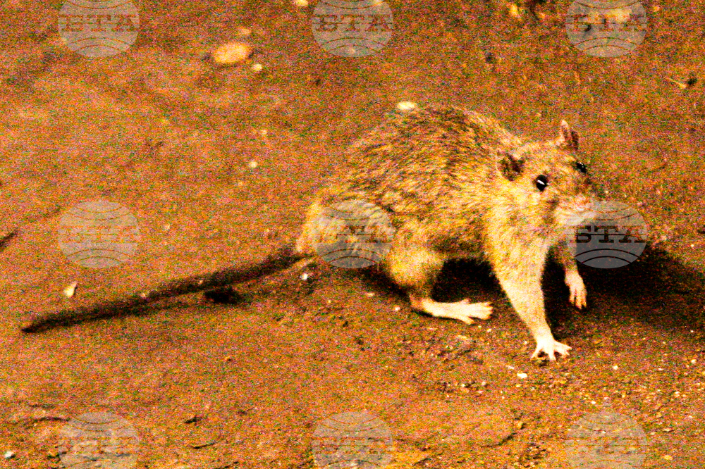 South Africa Hantavirus