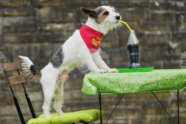 APTOPIX Germany Dog Show