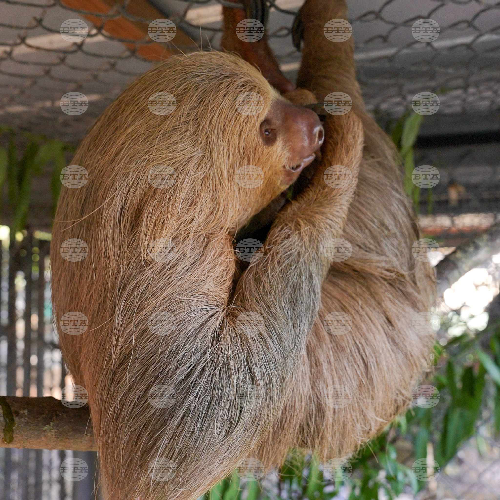 Dead Sloths Florida