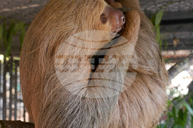 Dead Sloths Florida