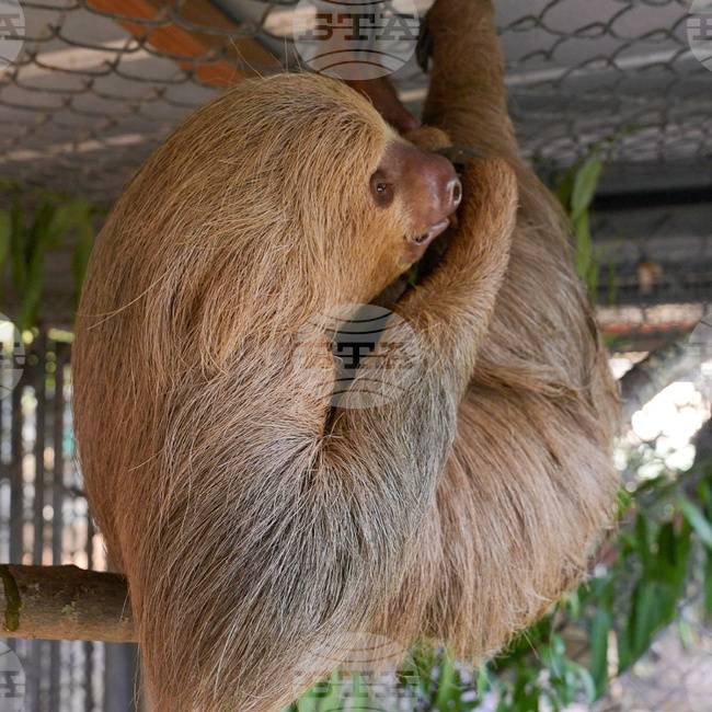 Dead Sloths Florida