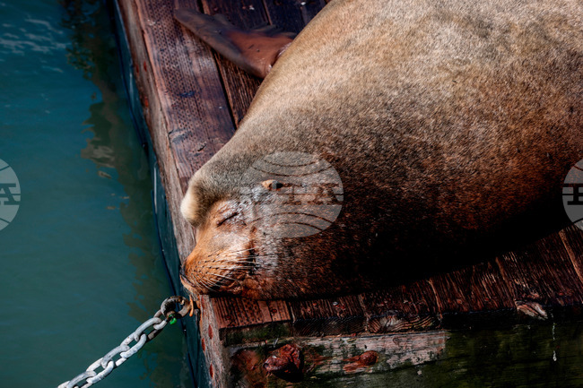 San Francisco Sea Lion