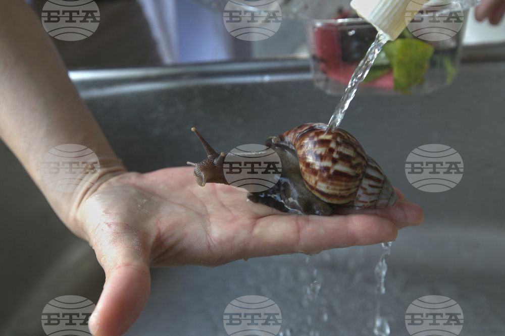 Taiwan Snail Town