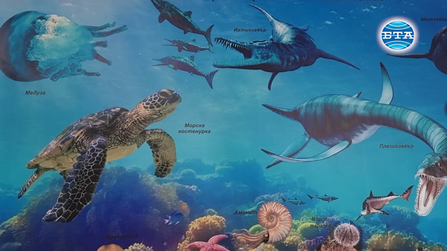 Изложба "Фосили от Мезозойската ера" е подредена в сградата на първата държавна текстилна фабрика на Балканите в Сливен