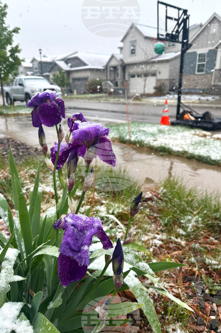 West Snow