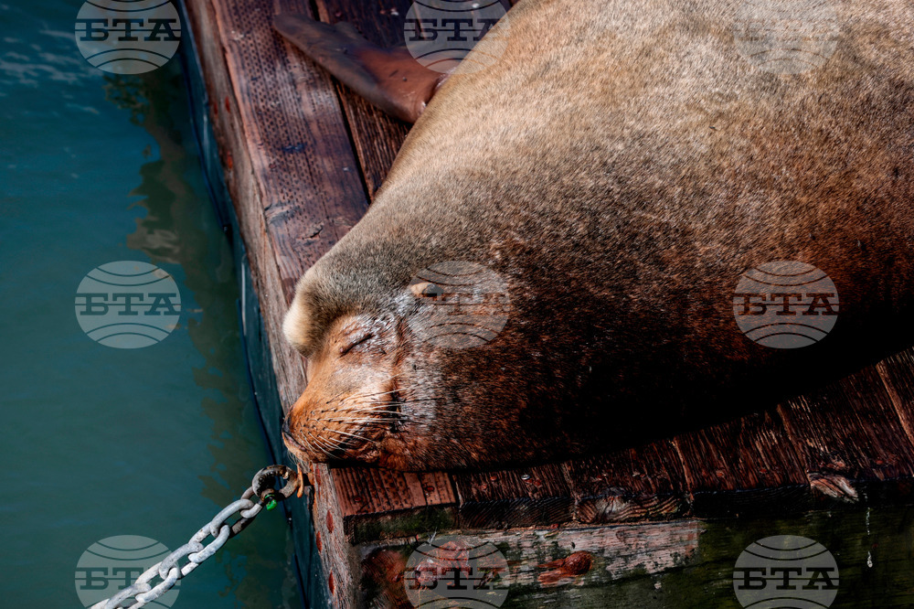 CORRECTION San Francisco Sea Lion