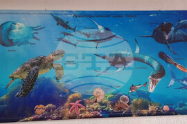 Сливен - „Фосили от Мезозойската ера" - изложба