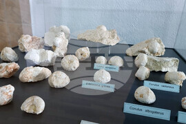 Сливен - „Фосили от Мезозойската ера" - изложба