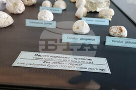 Сливен - „Фосили от Мезозойската ера" - изложба