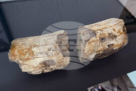 Сливен - „Фосили от Мезозойската ера" - изложба