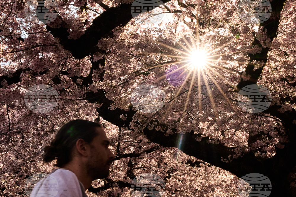 Climate Cooling Trees