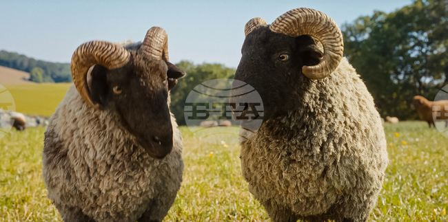 Film Review - The Sheep Detectives