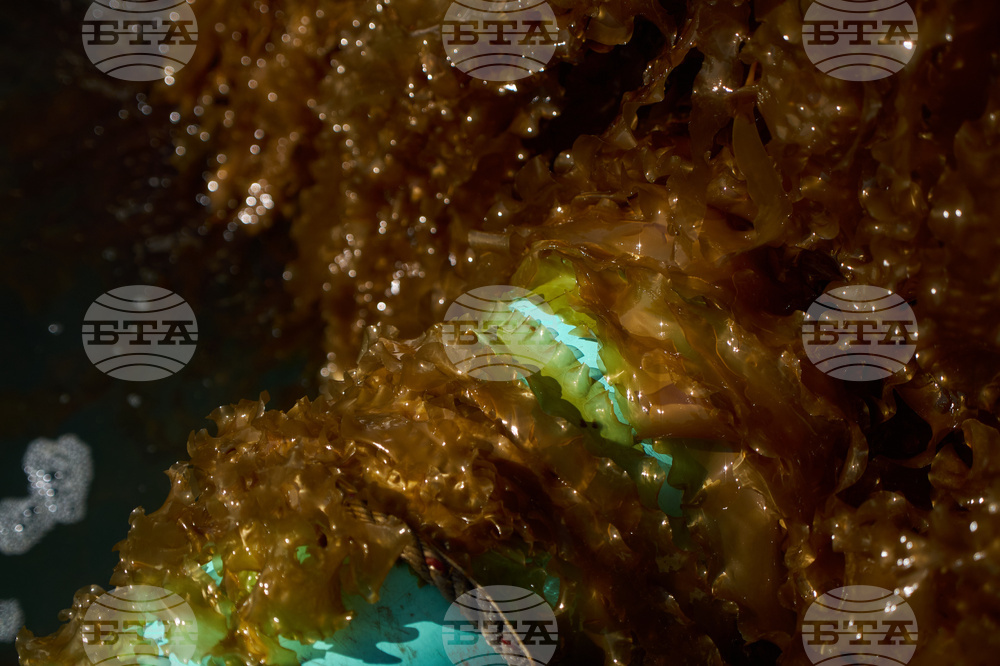 Climate Kelp Biofuels