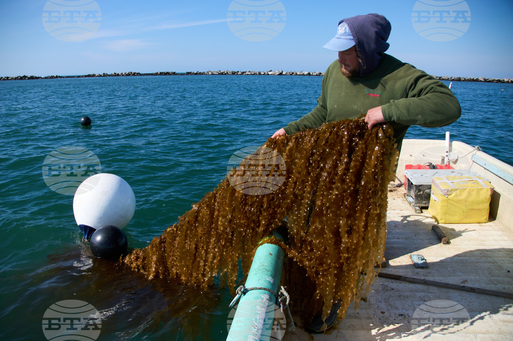 Climate Kelp Biofuels