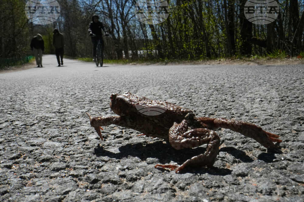 Russia Toad Rescue
