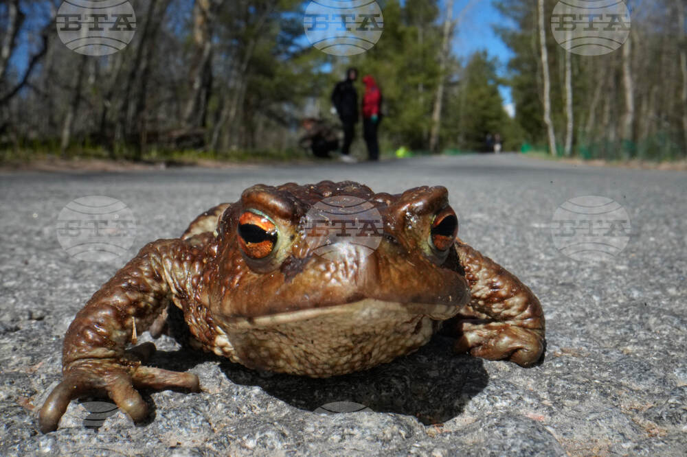 Russia Toad Rescue