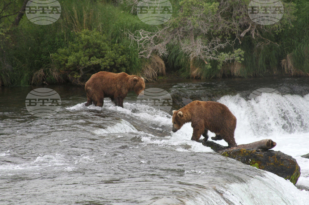 Alaska Bears Lawsuit