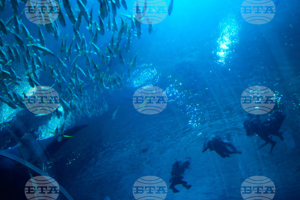 Georgia Aquarium Veterans