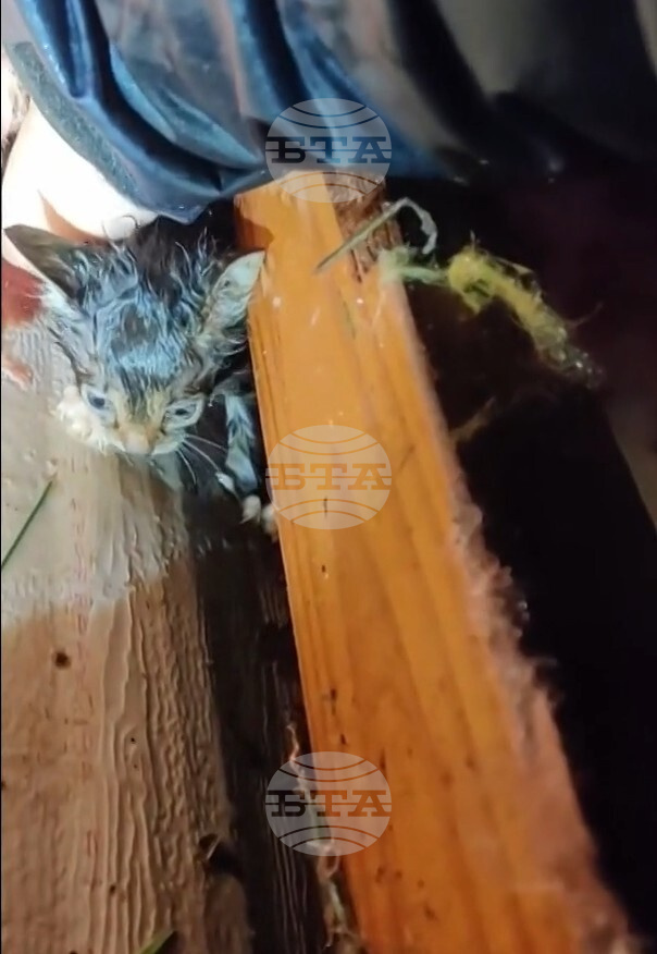 Severe Weather-Kitten Rescue
