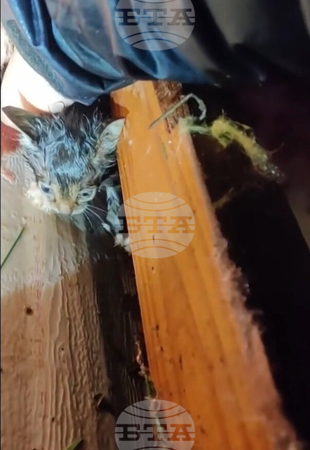 Severe Weather-Kitten Rescue