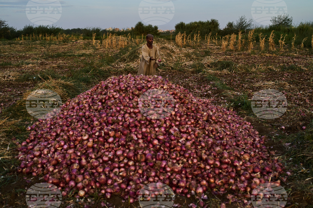 Sudan Planting Season