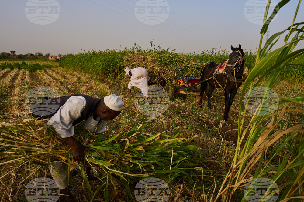 Sudan Planting Season