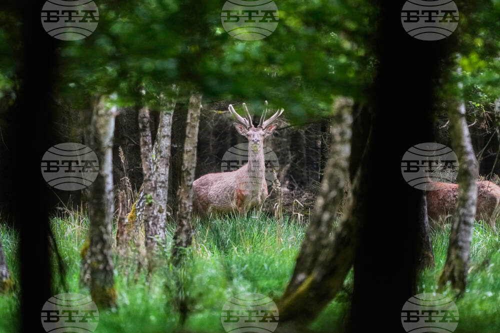 Germany Wildlife