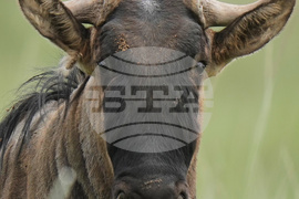 Kenya Mountain Bongo