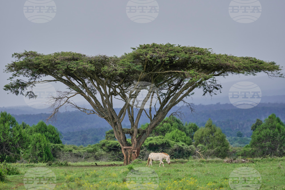 Kenya Mountain Bongo