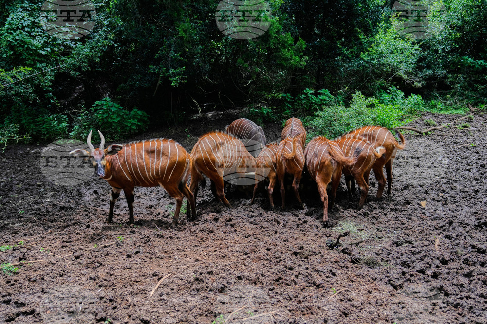 Kenya Mountain Bongo