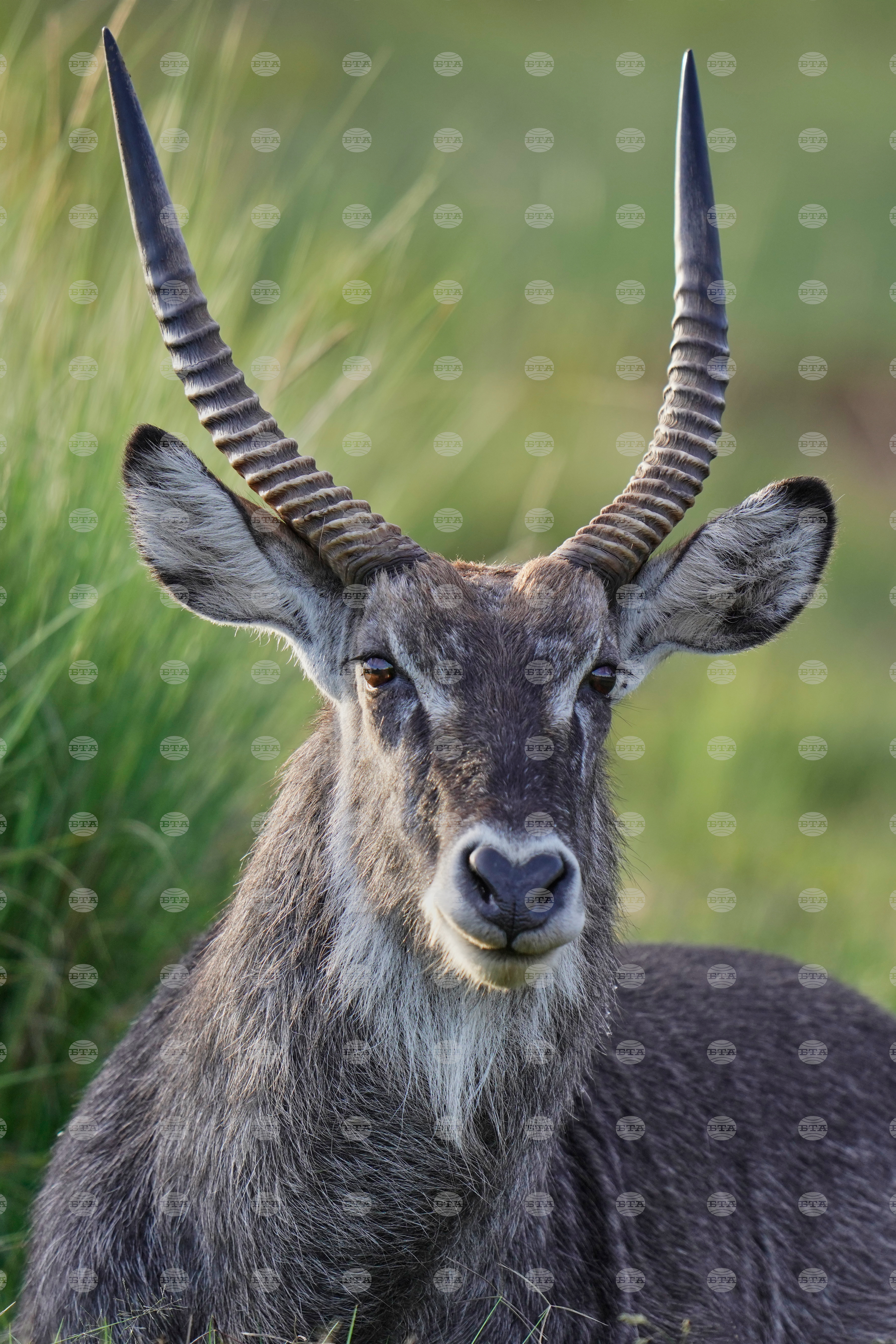Kenya Mountain Bongo