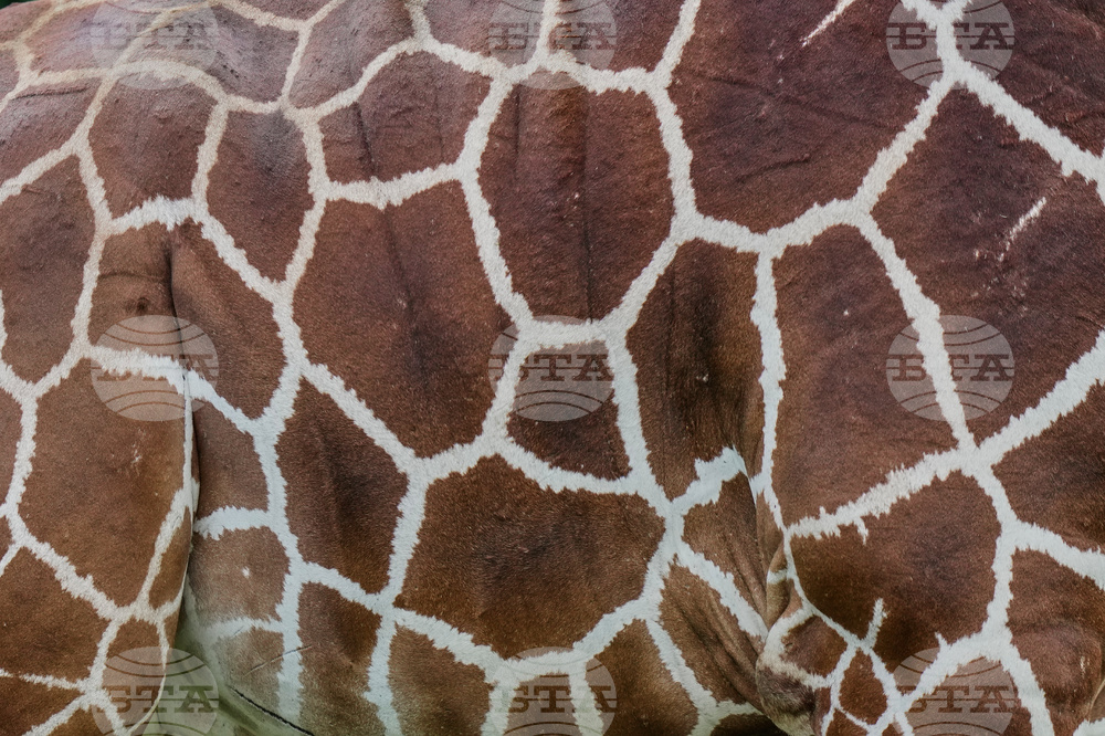 Kenya Mountain Bongo