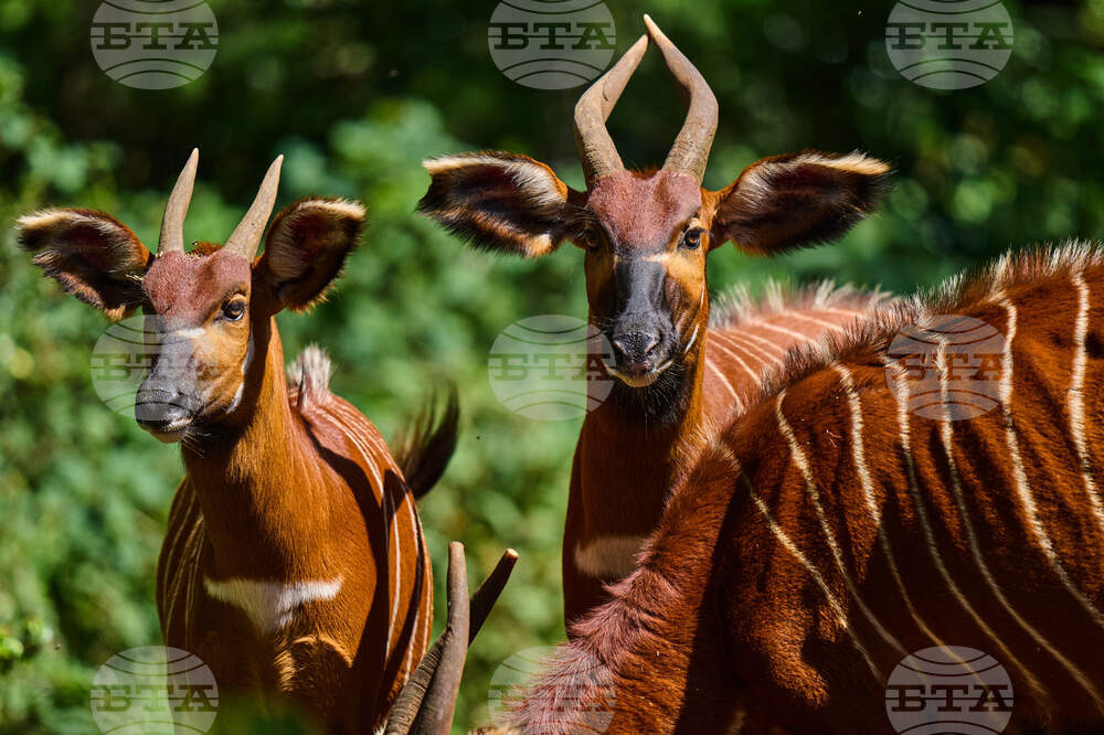 Kenya Mountain Bongo