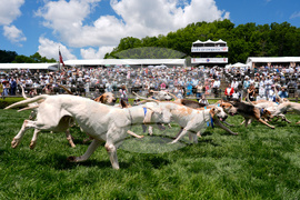 Iroquois Steeplechase Foxhounds