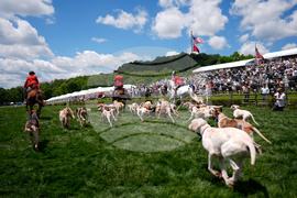 Iroquois Steeplechase Foxhounds