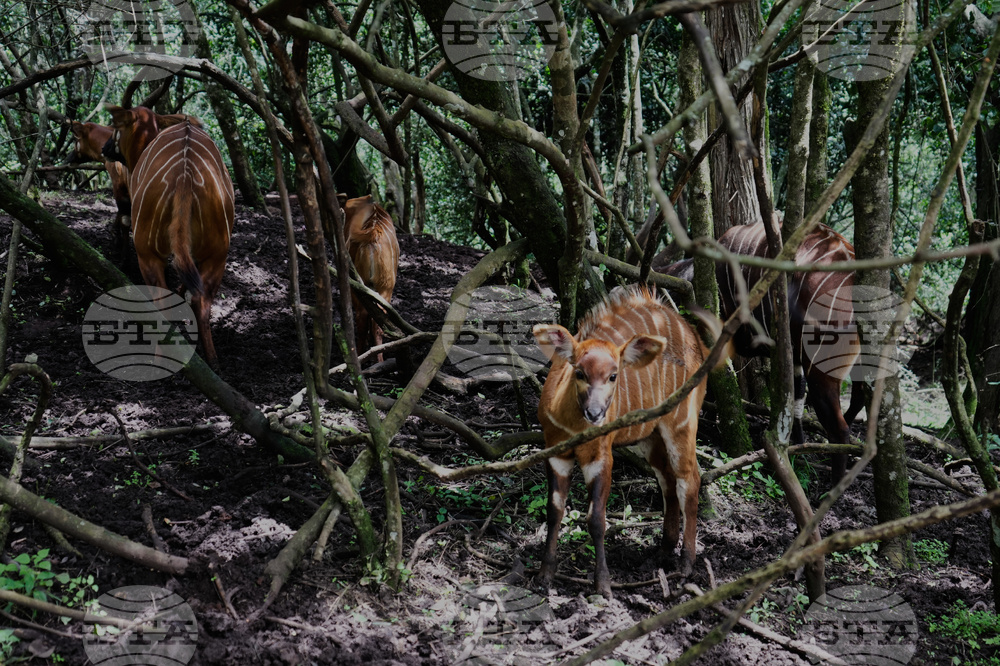 Kenya Mountain Bongo