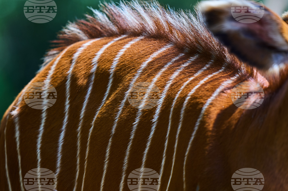 Kenya Mountain Bongo