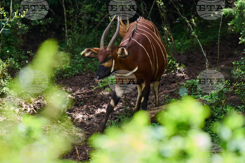 Kenya Mountain Bongo